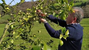 Ahora o nunca: por qué esta es la mejor época para podar el limonero, según un profesional