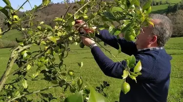 Ahora o nunca: por qué esta es la mejor época para podar el limonero, según un profesional