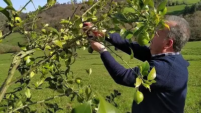Cuál es la mejor época para podar el limonero. Cuándo podar el limonero. Por qué hay que podar el limonero. Qué pasa si no podo el limonero. Cuál es la mejor época para podar el limonero. Cuándo podar el limonero. Por qué hay que podar el limonero. Qué pasa si no podo el limonero.