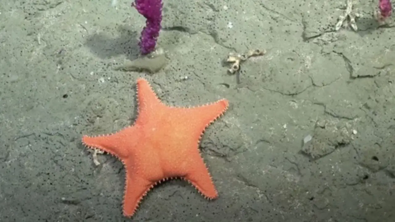Comienza el nuevo streaming del CONICET: dónde ver y a qué hora es la exploración de enigmáticos cañones submarinos