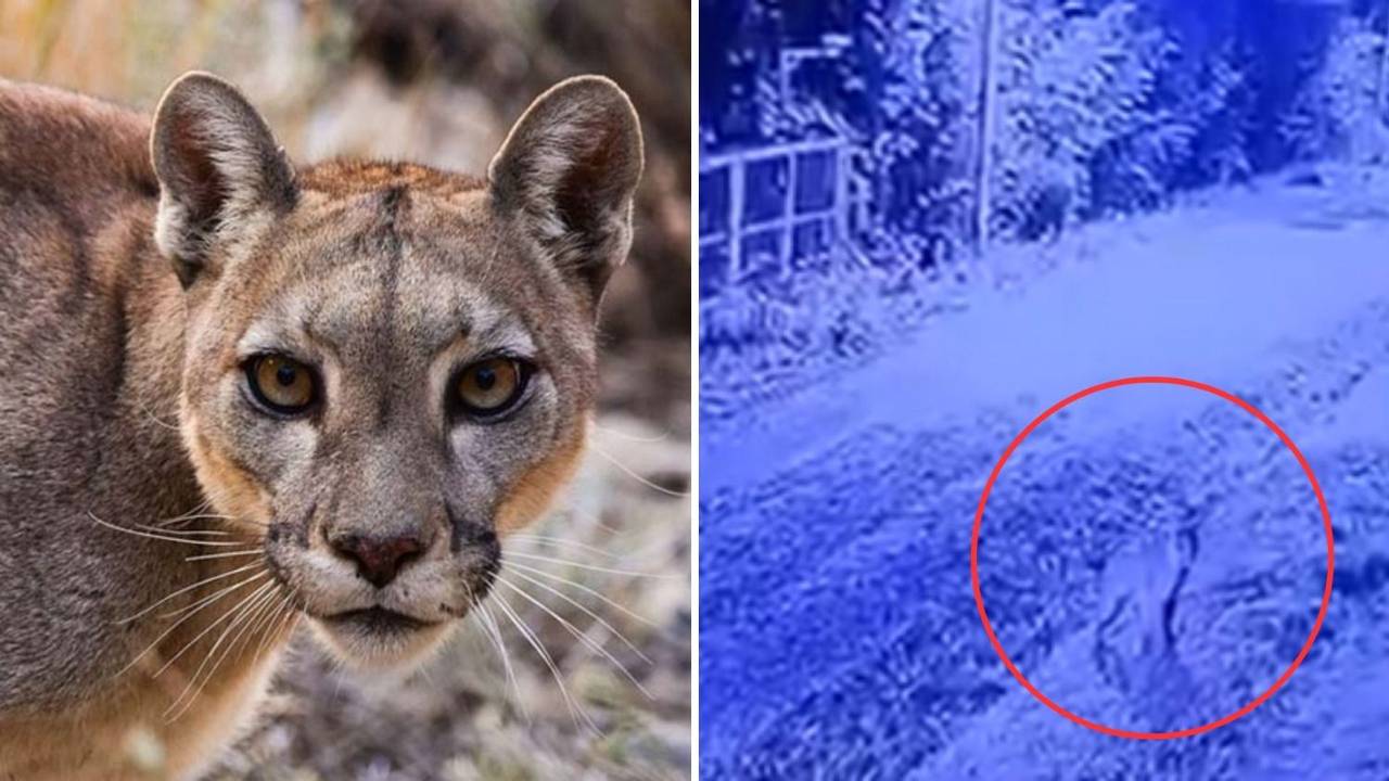 Hay un puma suelto en zona norte: autoridades piden "no acercarse bajo ningún concepto" y se activaron los protocolos