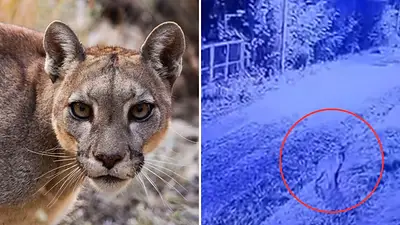 Hay un puma suelto en zona norte: autoridades piden "no acercarse bajo ningún concepto" y se activaron los protocolos Hay un puma suelto en zona norte: autoridades piden "no acercarse bajo ningún concepto" y se activaron los protocolos