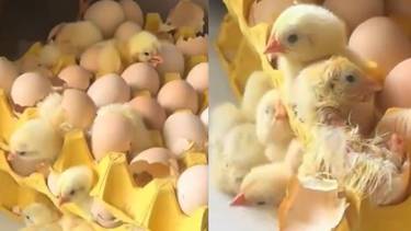 Insólito: compró huevos en el mercado y días después nacieron 70 pollitos en su cocina