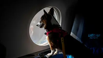 Colombia pide a la ONU normas mundiales para proteger a las mascotas en los aviones Colombia pide a la ONU normas mundiales para proteger a las mascotas en los aviones