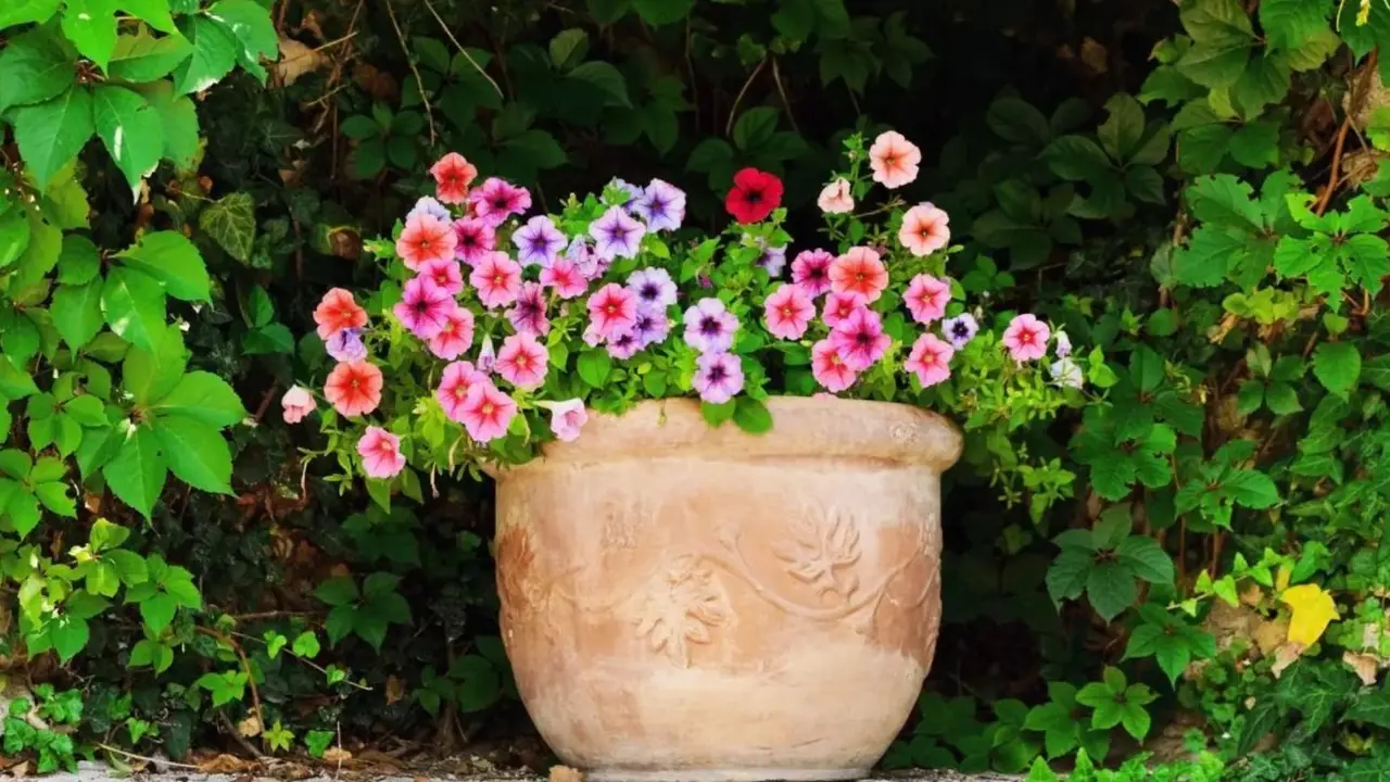 Flores primavera