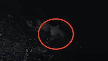 Grababan una serie y lograron captar en cámara por primera vez a uno de los animales más raros del mundo
