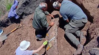 Encontraron un megamamífero de 3,9 millones de años gracias a un trabajador rural en Entre Ríos: el increíble hallazgo arqueológico