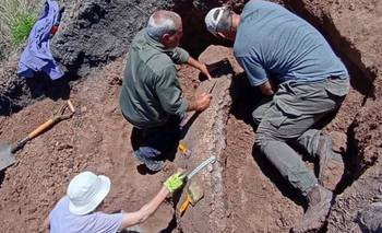 Histórico hallazgo en Neuquén de un dinosaurio | Ciencia 