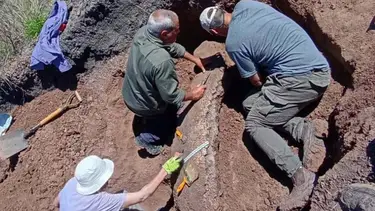 Encontraron un megamamífero de 3,9 millones de años gracias a un trabajador rural en Entre Ríos: el increíble hallazgo arqueológico