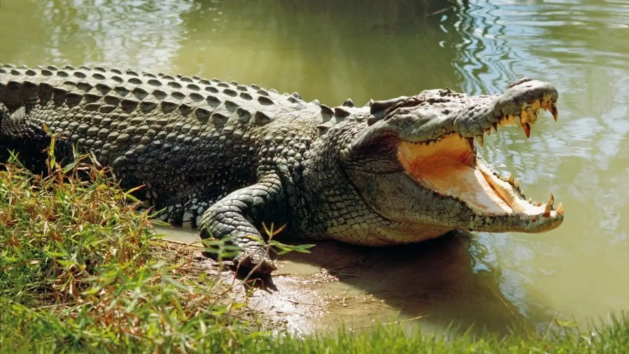 cocodrilo
