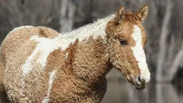 Más peludos que un pony: cómo son los extraños caballos de la Patagonia que volvieron loco a Darwin