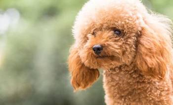 Rescataron 14 caniches hacinados en Flores: el dramático hallazgo | Maltrato animal