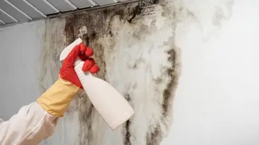 La forma más eficaz para sacar el moho de la pared sin que deje rastro