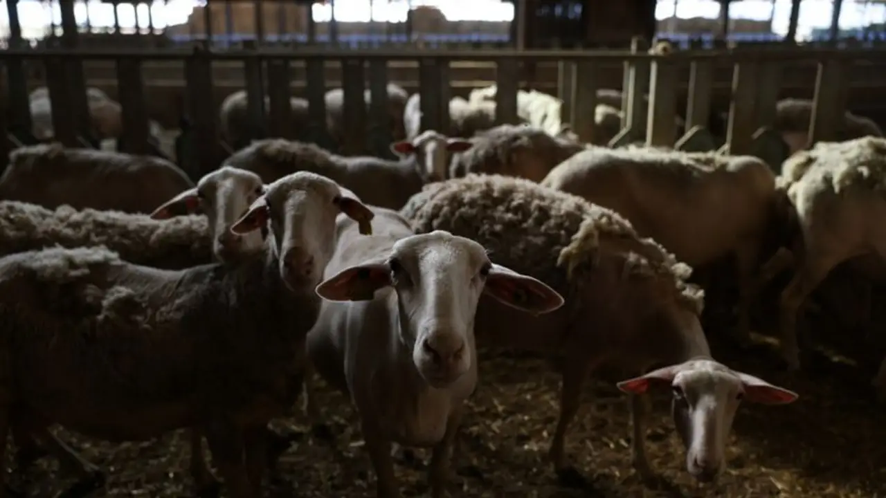 Ganaderos griegos están devastados por brote de viruela ovina y sacrificio de rebaños