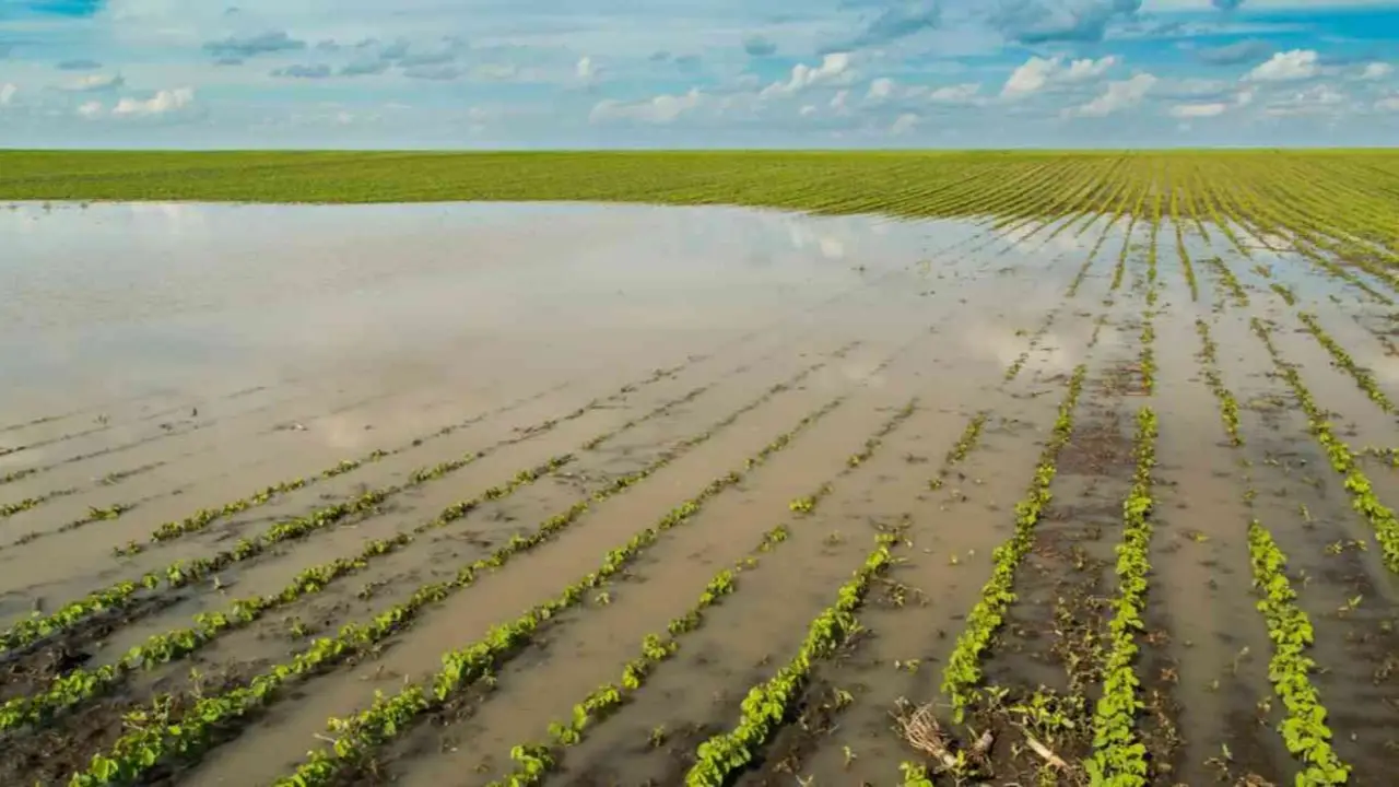 Campo inundado
