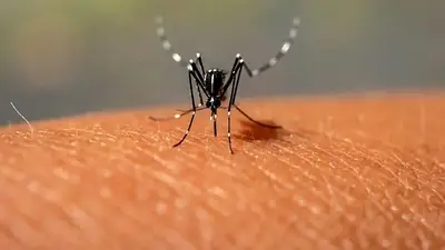 Un Estado presente, una población protegida: Formosa refuerza su sistema sanitario en la lucha contra el dengue Un Estado presente, una población protegida: Formosa refuerza su sistema sanitario en la lucha contra el dengue
