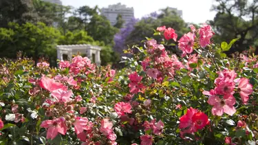 A esta hora empieza la primavera 2025 de manera oficial según el equinoccio