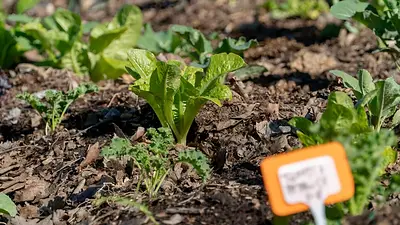 Huerta en casa: las 5 plantas para sembrar en primavera y cosechar en verano Huerta en casa: las 5 plantas para sembrar en primavera y cosechar en verano