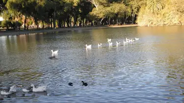 Insólito: un joven se robó dos gansos de los lagos de Palermo y ahora lo busca la policía