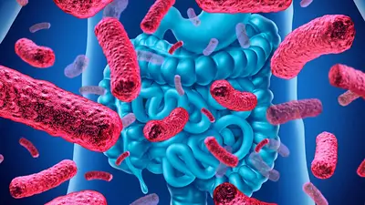 Descubren que bacterias intestinales se comunican directo con las neuronas Descubren que bacterias intestinales se comunican directo con las neuronas