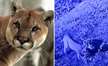 Sigue sin aparecer el puma de Pilar y crece la tensión | Animales