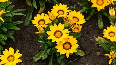 Las tres flores a plantar en octubre y disfrutar en el verano