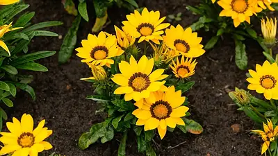 Flores Flores