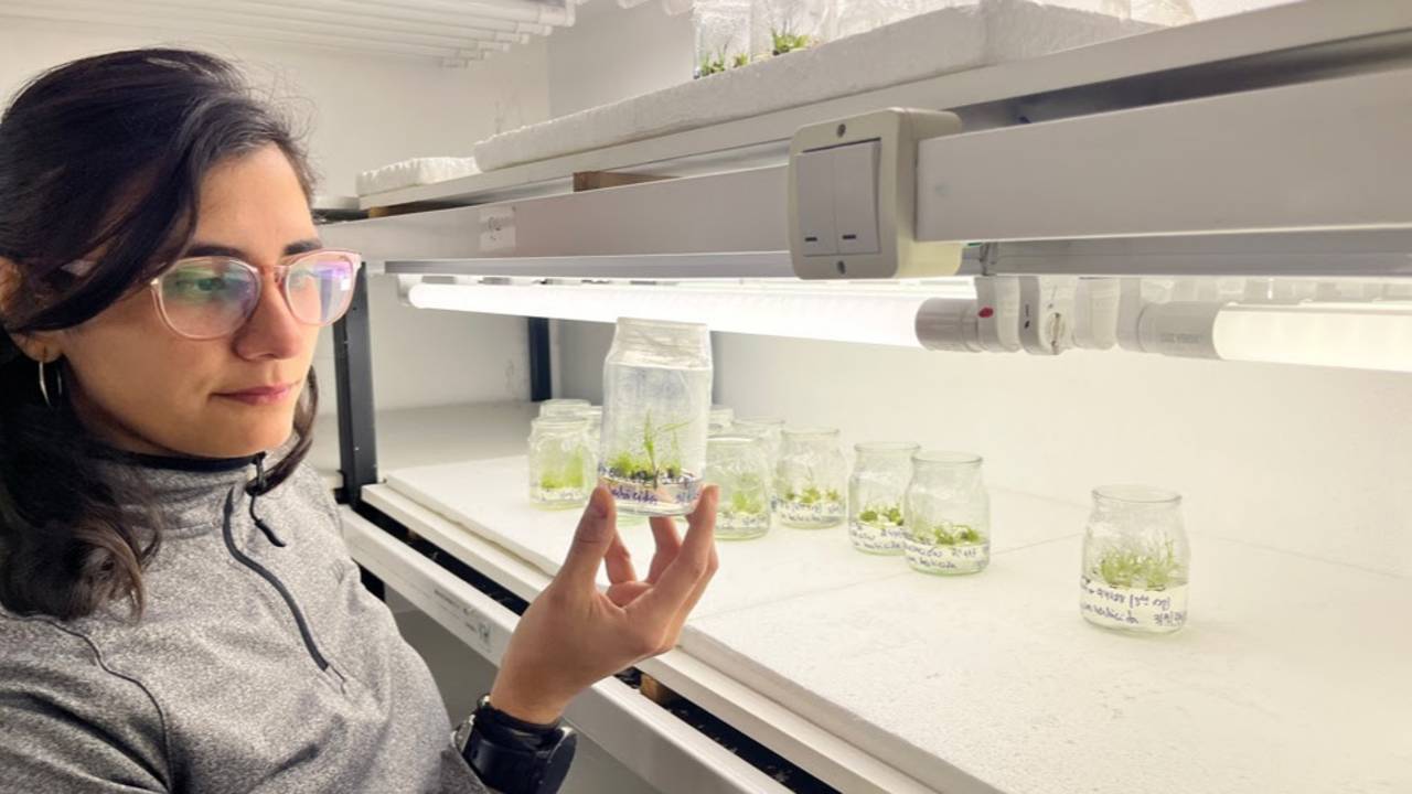 Rosario Gomez Ibarra observa la regeneración a partir del cultivo in vitro de plantas transformadas. 