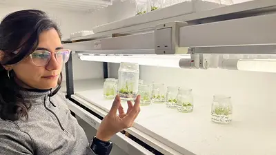 Rosario Gomez Ibarra observa la regeneración a partir del cultivo in vitro de plantas transformadas. Rosario Gomez Ibarra observa la regeneración a partir del cultivo in vitro de plantas transformadas.