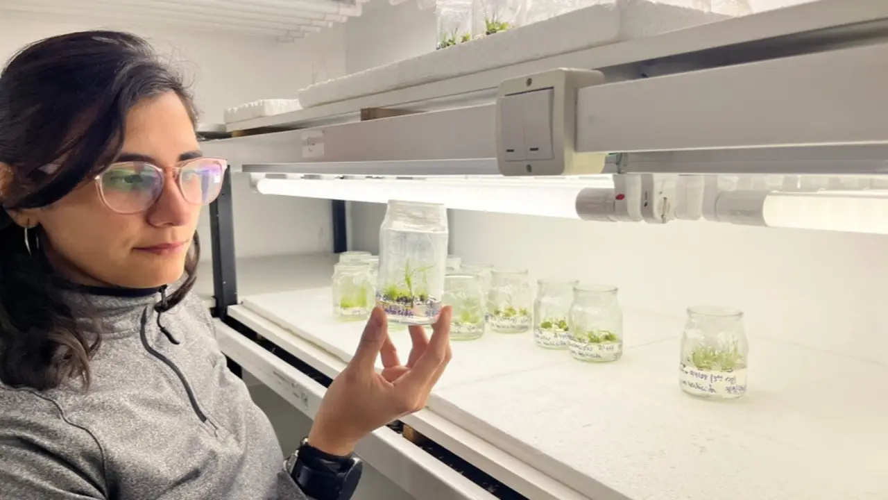 Rosario Gomez Ibarra observa la regeneración a partir del cultivo in vitro de plantas transformadas. 