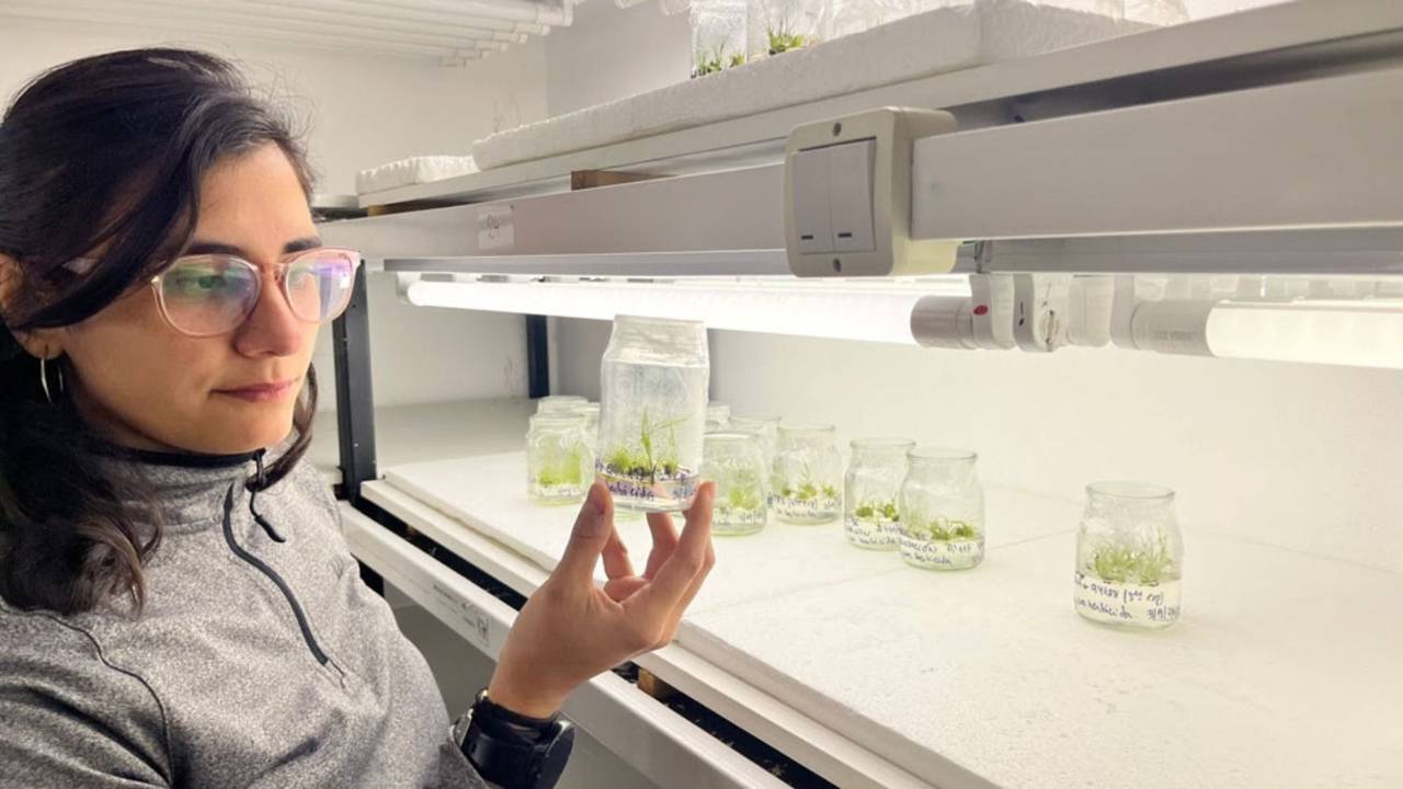 Ganó la ciencia: investigadores del CONICET logran una cebada para hacer esa bebida más rápido y mejor