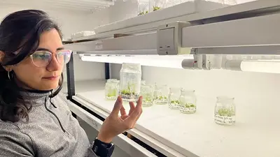Ganó la ciencia: investigadores del CONICET logran una cebada para hacer esa bebida más rápido y mejor Ganó la ciencia: investigadores del CONICET logran una cebada para hacer esa bebida más rápido y mejor