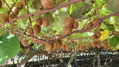 Cuál es el rincón bonaerense lleno de kiwis. Cuál es el rincón bonaerense lleno de kiwis.