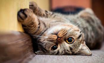 Advierten sobre el crecimiento de una enfermedad felina mortal: cómo proteger a tu gato | Mascotas