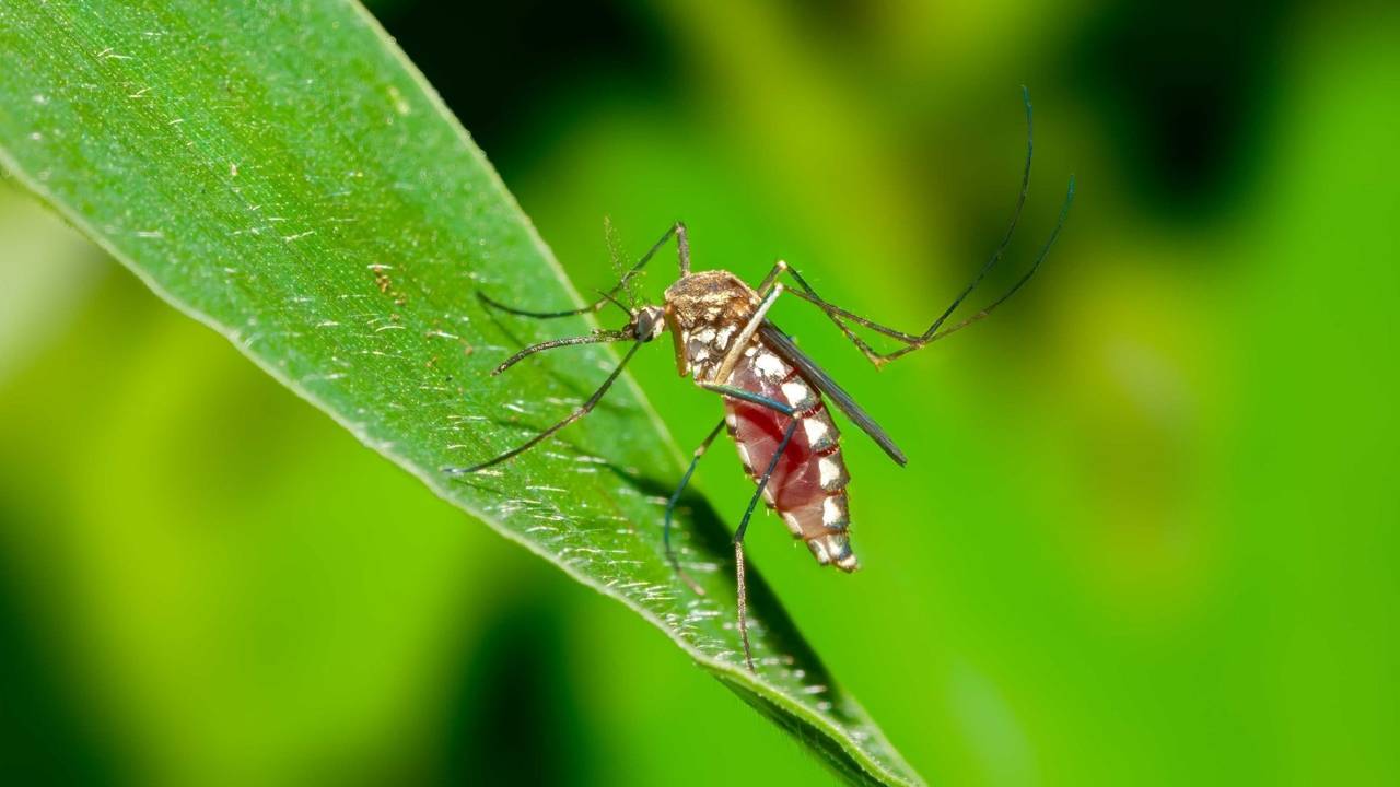 Mosquito.