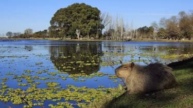 Tiene una laguna con carpinchos: la escapada a 2 horas de Buenos Aires por Ruta 3