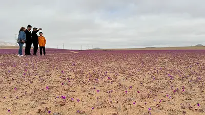 Lluvias traen una exótica floración al árido desierto chileno de Atacama Lluvias traen una exótica floración al árido desierto chileno de Atacama