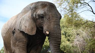 Qué pasó con Kenya, la última elefante en cautiverio en Argentina