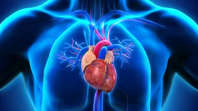 Corazón. Corazón.