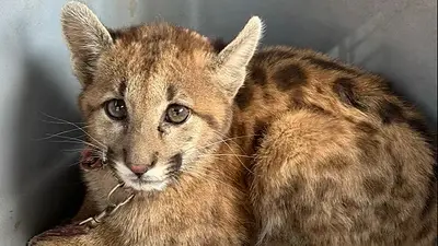 Puma Puma