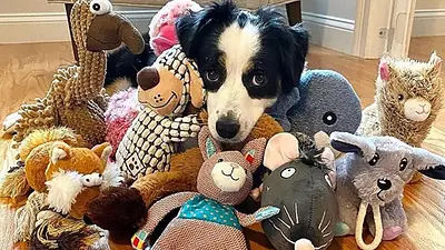 Perro junto a peluches. Perro junto a peluches.