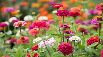 FLores FLores
