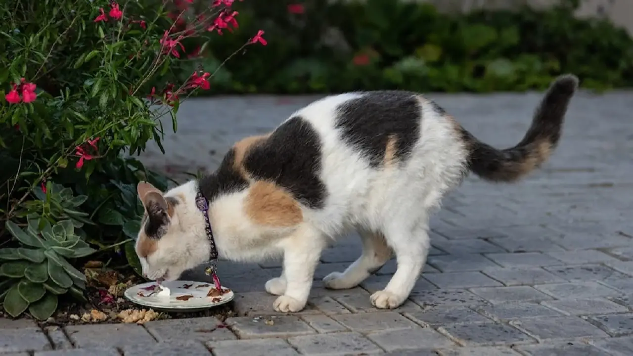 Gato comiendo.