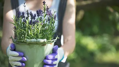 Resisten el frío: las tres plantas que podés poner en tu balcón este invierno 2026 Resisten el frío: las tres plantas que podés poner en tu balcón este invierno 2026