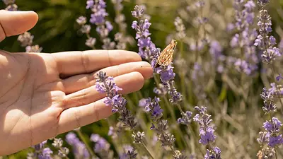 Lavanda Lavanda