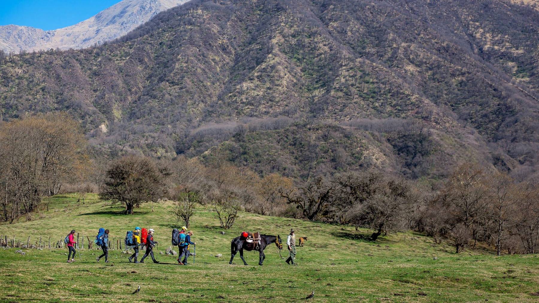 Captan un extraño felino en el Parque Nacional Aconquija de Tucumán
