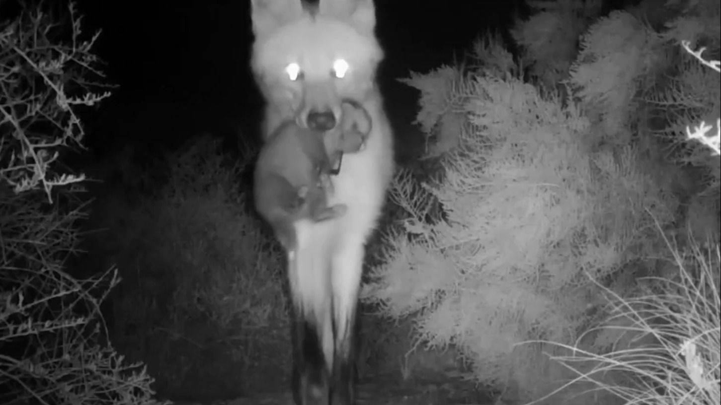 Registran el increíble nacimiento de cuatro cachorros de Aguará Guazú en Córdoba