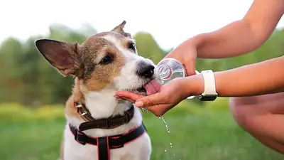 Cuál es la raza de perros que mejor tolera las temperaturas. Cuál es la raza de perros que mejor tolera las temperaturas.