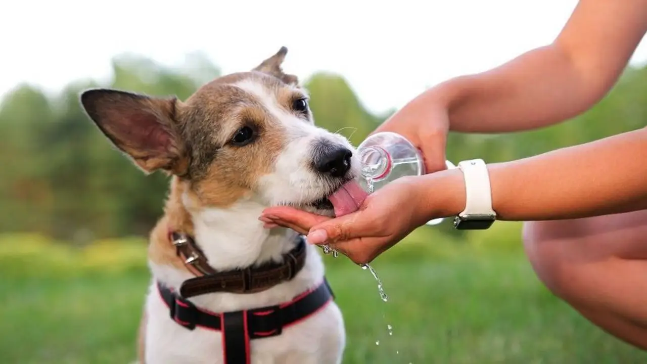 Cuál es la raza de perros que mejor tolera las temperaturas. 