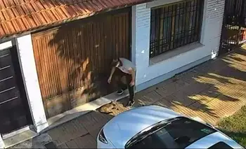 Temperley: luchan por salvarle la vida a un gato tras brutal ataque de un estudiante | Maltrato animal